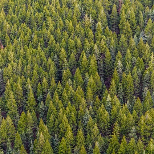 forest